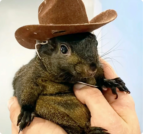 Peanut in cowboy hat
